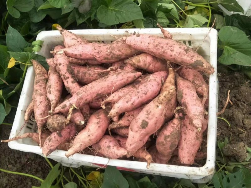 蜜薯基地烟薯25大量供应