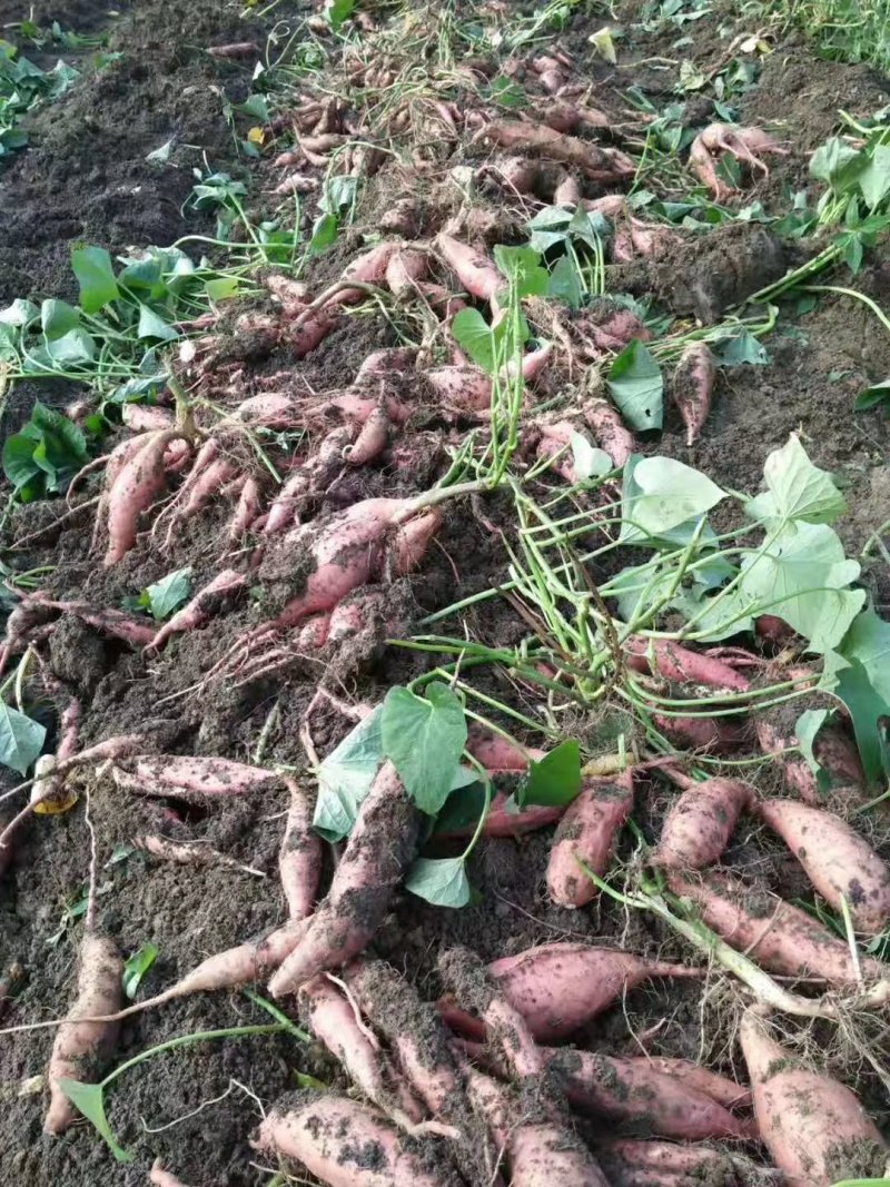 蜜薯基地烟薯25大量供应