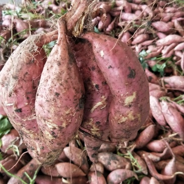 蜜薯基地烟薯25大量供应