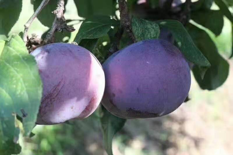 冷库各种李子，秋姬，黑宝石，黑巨力李子