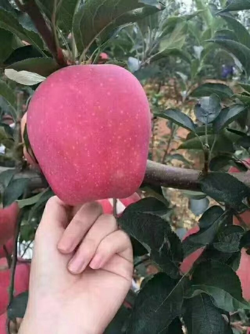 六代红星苹果苗