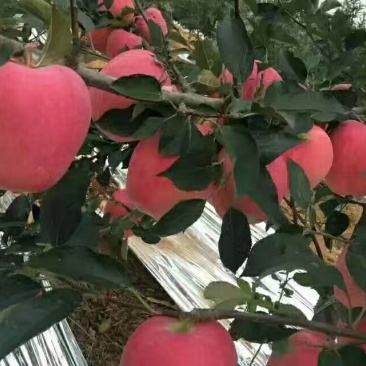六代红星苹果苗
