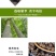 批发云南辣木籽特大颗粒价处理清仓甩卖包邮