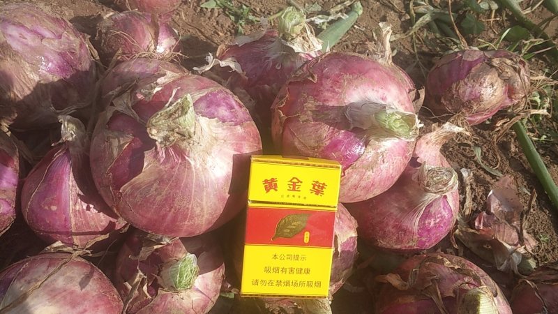 沽源黄洋葱紫洋葱红洋葱上市中