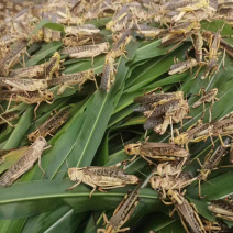 干冻蚂蚱蝗虫蚱蜢东亚飞蝗不泡水5斤起售