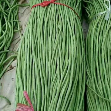 长豆角大量上市