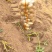 希森6号大量上市基地直装线上购买，支持视频看货