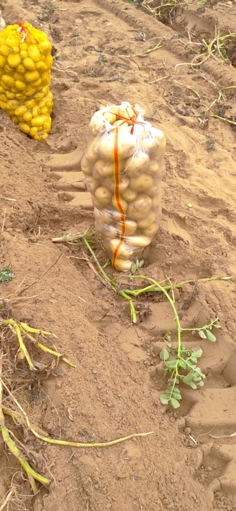 希森6号大量上市基地直装线上购买，支持视频看货