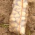 希森6号大量上市基地直装线上购买，支持视频看货
