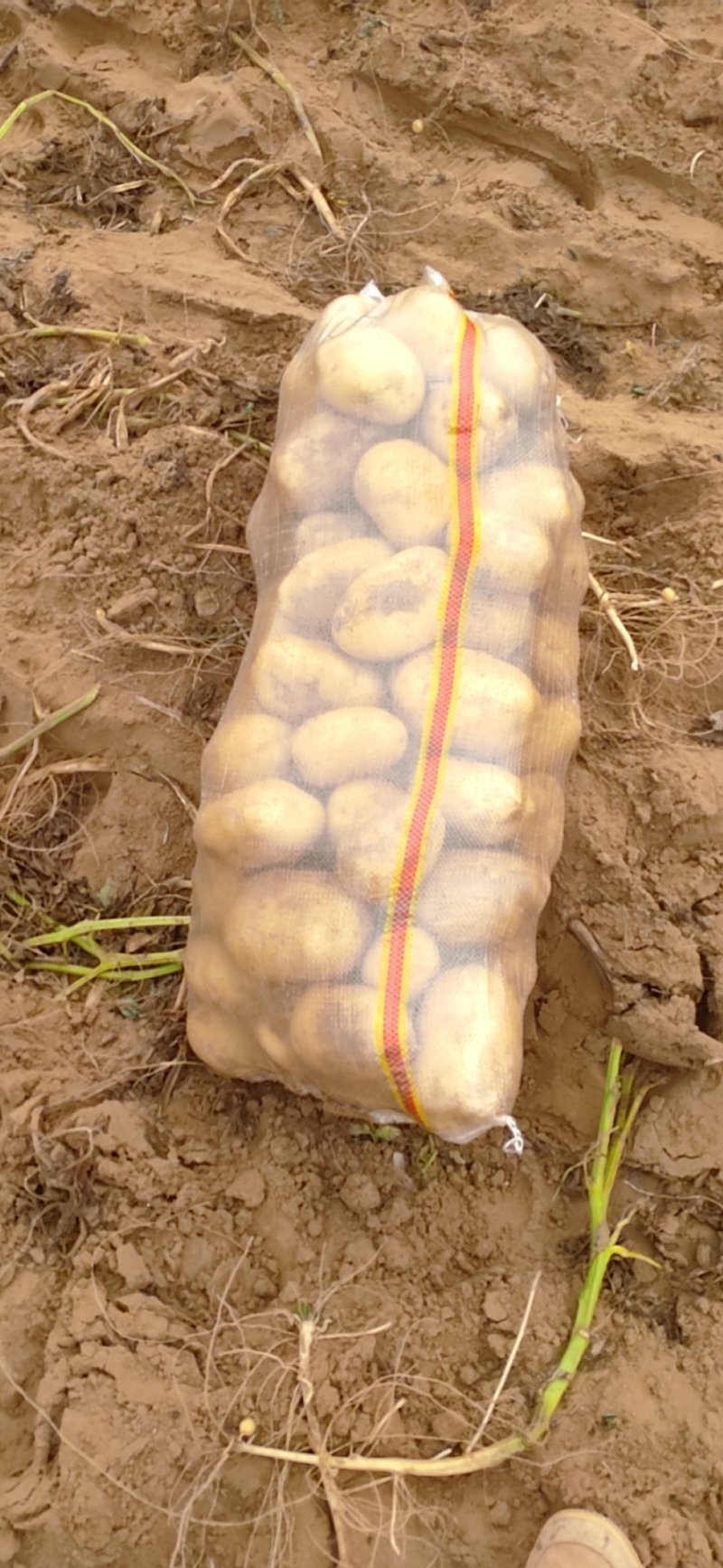 希森6号大量上市基地直装线上购买，支持视频看货