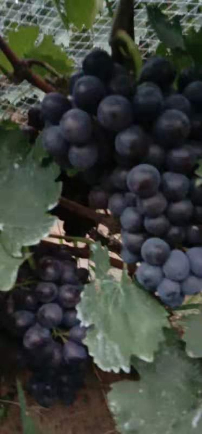 夏黑