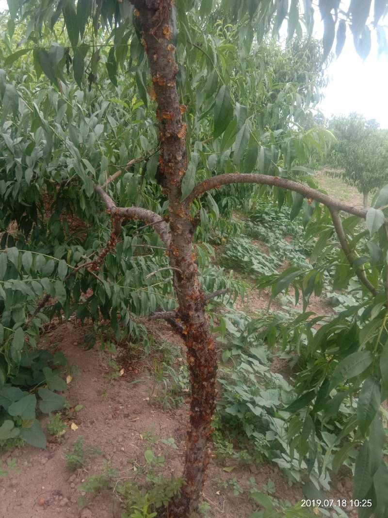 桃胶