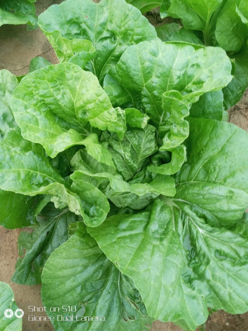 叶菜类