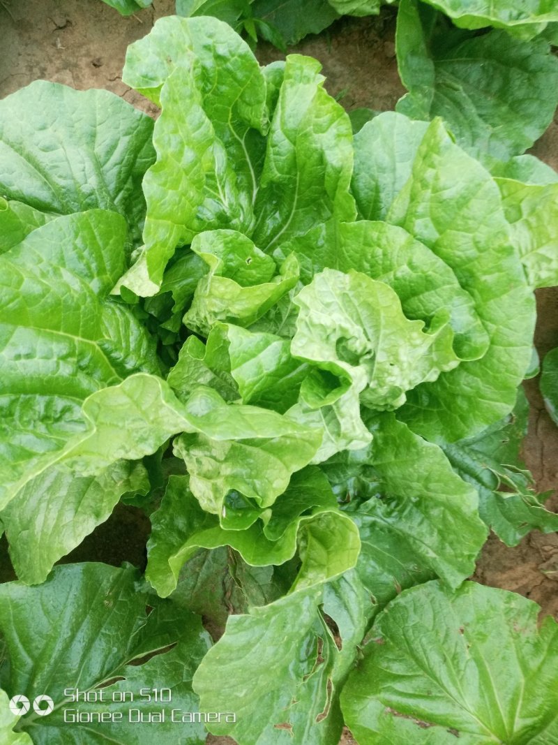 叶菜类
