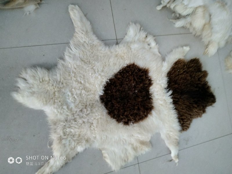 厂家直销，绵羊羔羊皮，皮毛一体质量保证