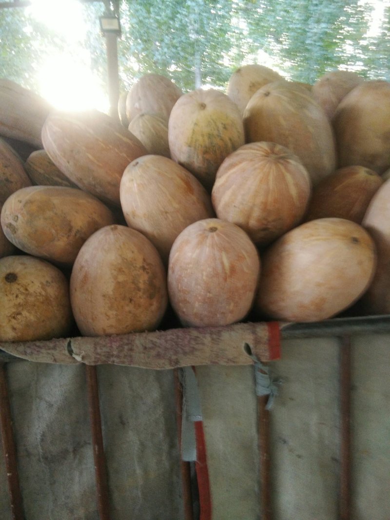 南瓜产地货源支持视频看货量大从优欢迎咨询
