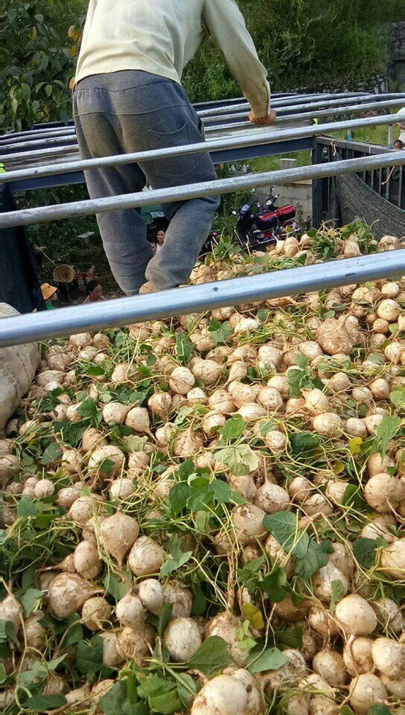 镇宁优质凉薯：薄皮嫩肉，脆甜可口。年总产量200万斤左右