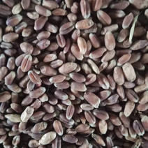 紫小麦2024优质小麦小麦-黑小麦现货供应