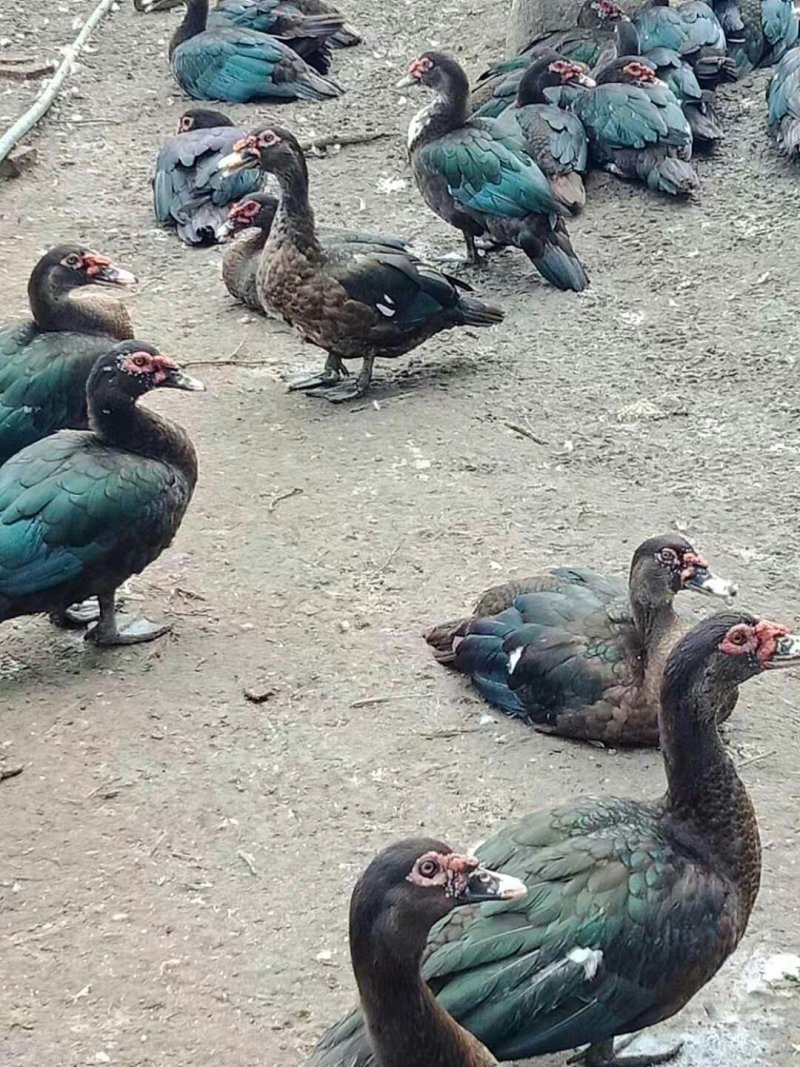 番鸭