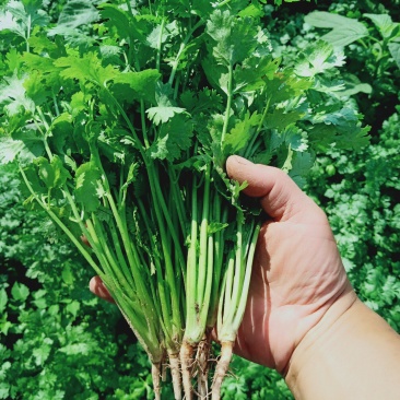 大叶香菜25公分左右