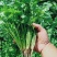 大叶香菜25公分左右