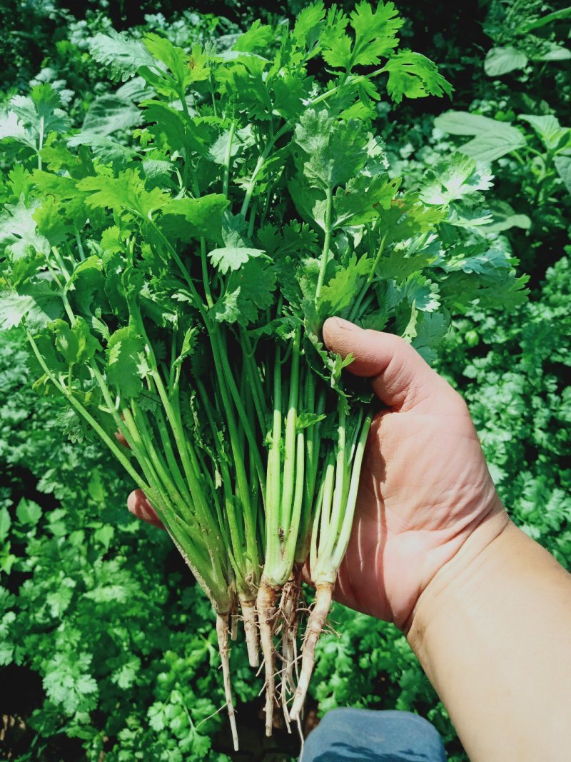 大叶香菜25公分左右