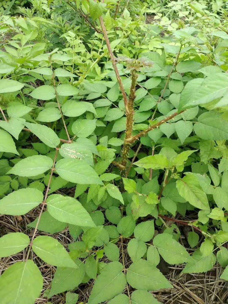 刺老包苗，刺嫩芽苗，刺包头年