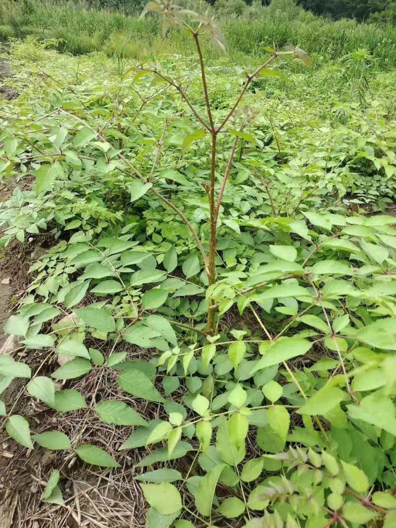 刺老包苗，刺嫩芽苗，刺包头年