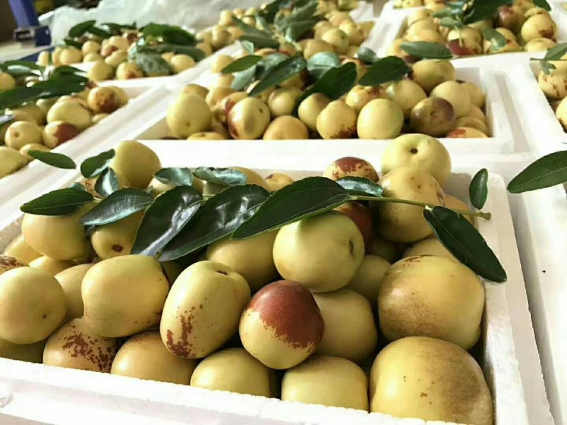沾化冬枣非大荔运城冬枣正品保证支持一件代发专业代办