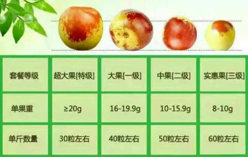 沾化冬枣非大荔运城冬枣正品保证支持一件代发专业代办