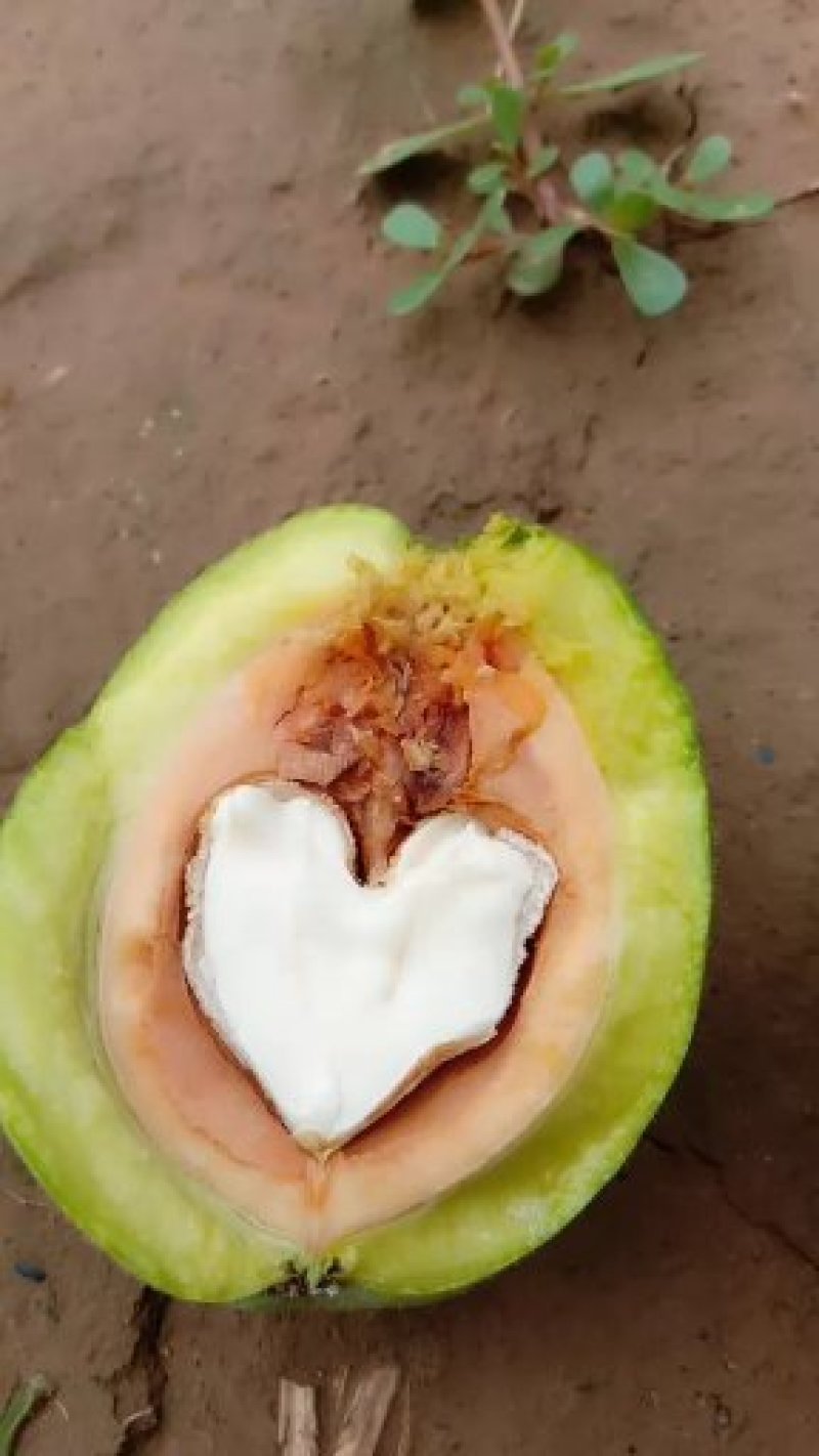 核桃
