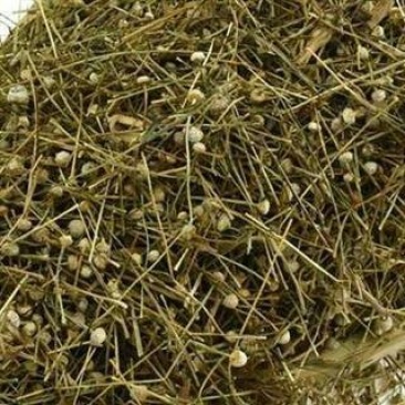 谷精草千余品种供应承接订单