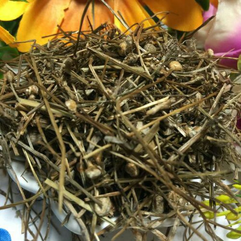 谷精草千余品种供应承接订单