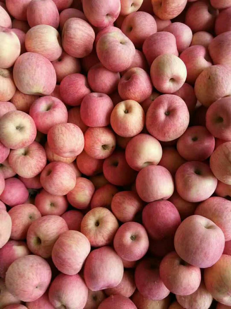 【苹果】山东红富士苹果*常年大量供应*品质保证*口感甜脆