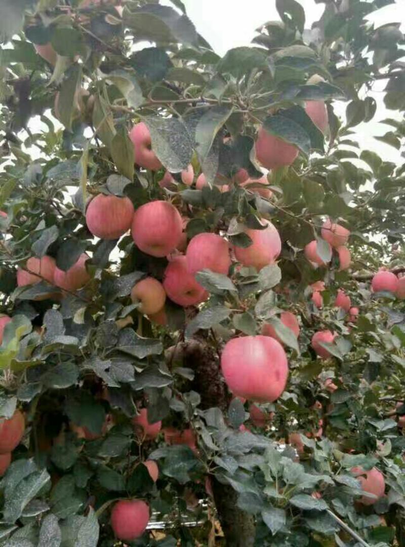 【苹果】山东红富士苹果*常年大量供应*品质保证*口感甜脆