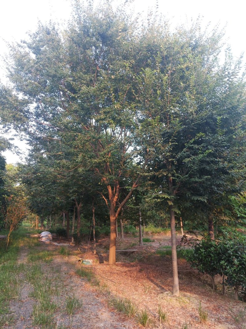 【榉树移栽】15-50公分出售乔灌木自种自养保证质量