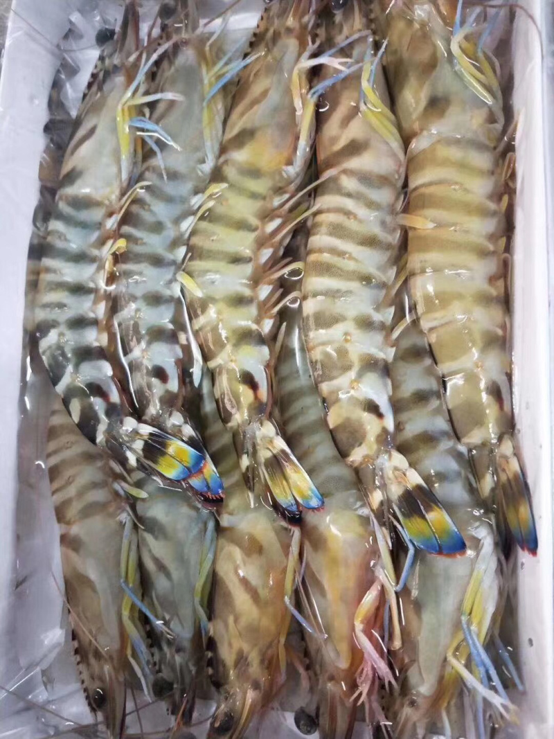 班节虾