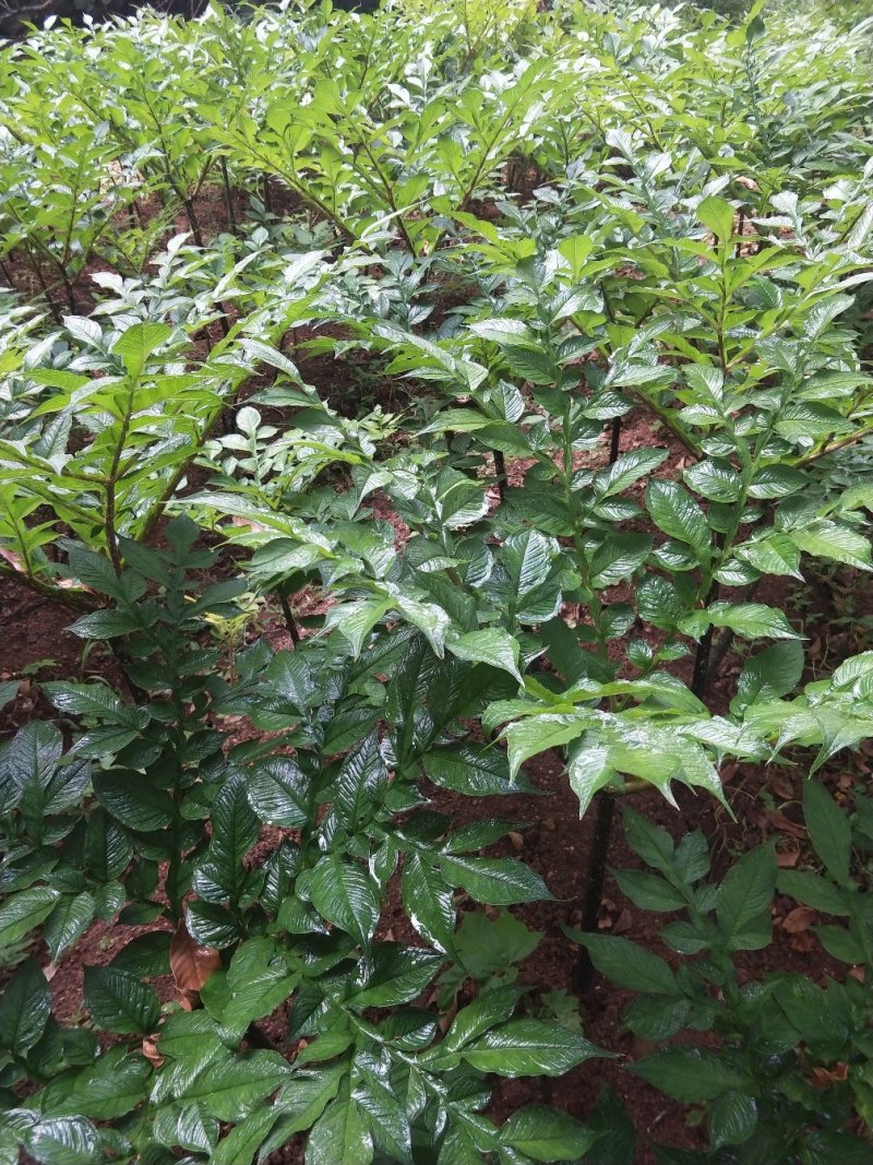魔芋种子。商品魔芋。