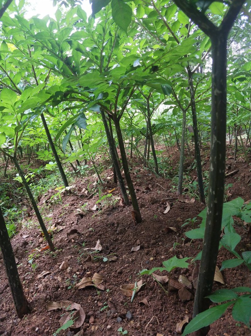 魔芋种子。商品魔芋。