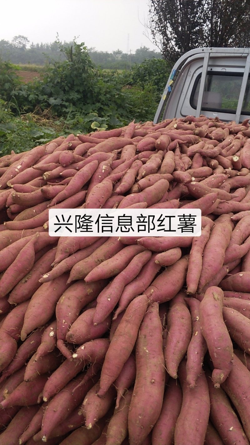 **陕西红薯优质板栗薯新秦薯商品红薯秦薯5号
