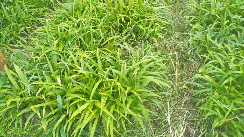 白芨苗大别山紫花三叉白芨苗直播小苗基地供货