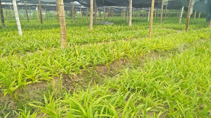 白芨苗大别山紫花三叉白芨苗直播小苗基地供货