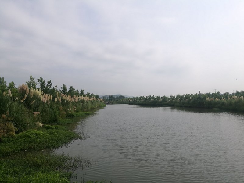 多年生蒲苇，经济价值高，支持本地验货田边河埂滩涂均可利用