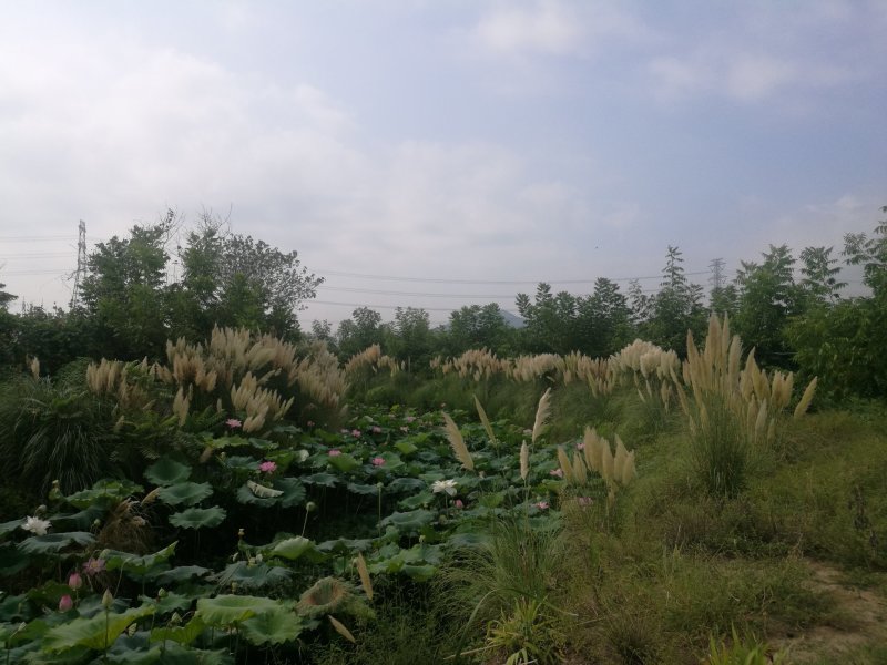多年生蒲苇，经济价值高，支持本地验货田边河埂滩涂均可利用