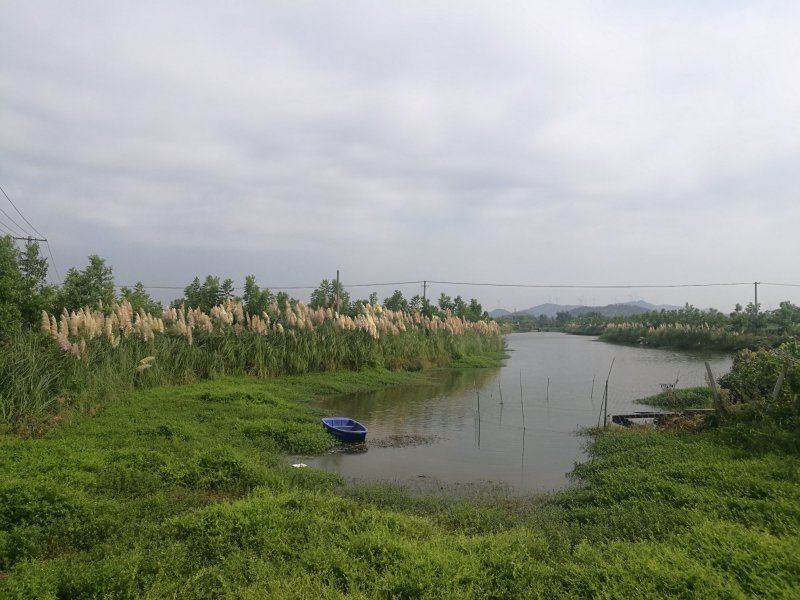 多年生蒲苇，经济价值高，支持本地验货田边河埂滩涂均可利用