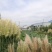 多年生蒲苇，经济价值高，支持本地验货田边河埂滩涂均可利用