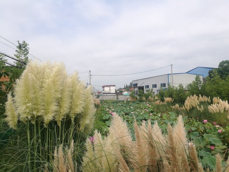 多年生蒲苇，经济价值高，支持本地验货田边河埂滩涂均可利用