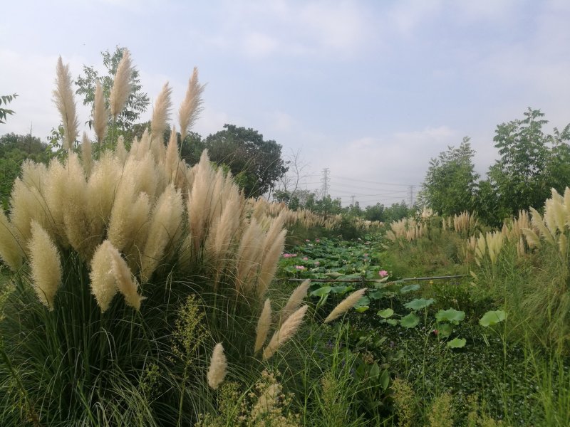 多年生蒲苇，经济价值高，支持本地验货田边河埂滩涂均可利用