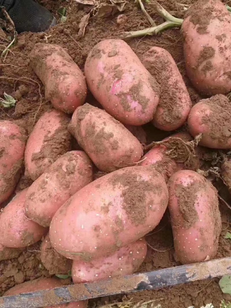 沽源土豆萝卜大量上市