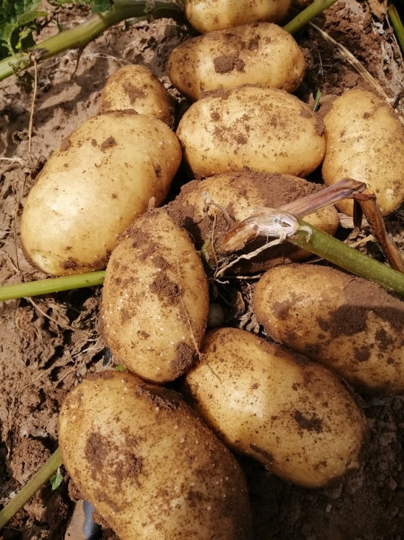 沽源土豆萝卜大量上市